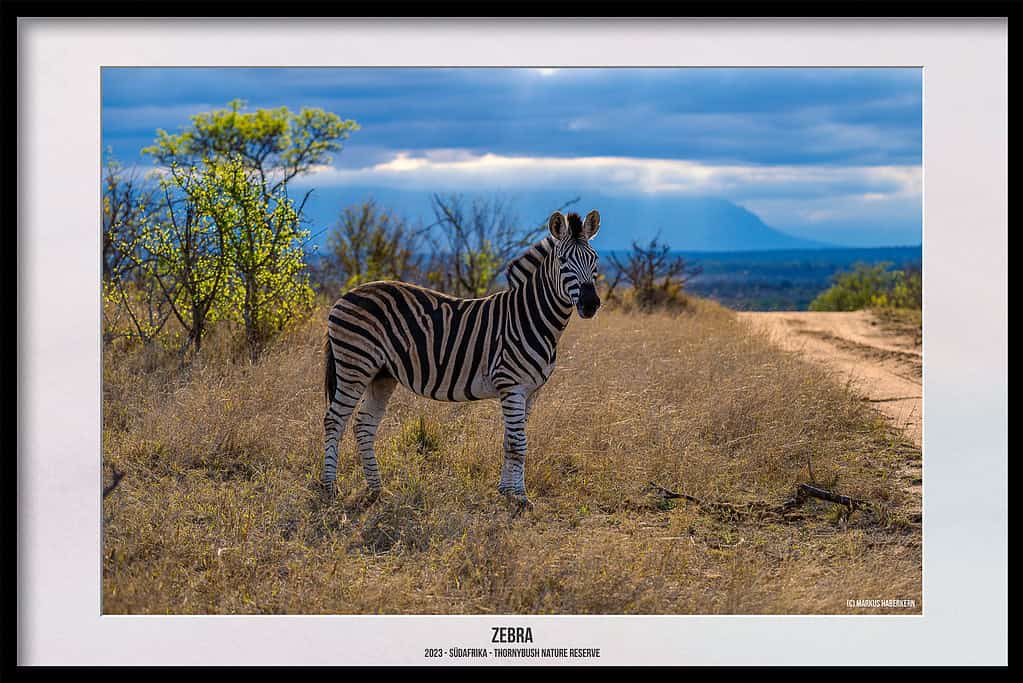 Thornybush Game Reserve – Traumhafter Aufenthalt im Greater Kruger National Park